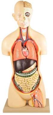 Mini Human Torso