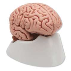 Human Brain 4 Parts