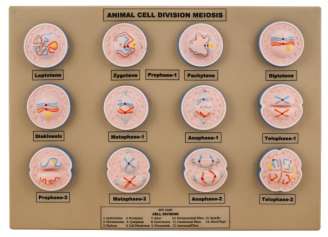 Animal Cell Meiosis