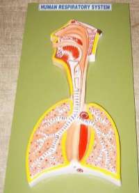 Respiratory System
