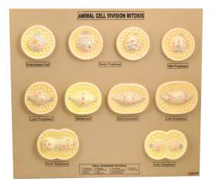 Animal Cell Mitosis