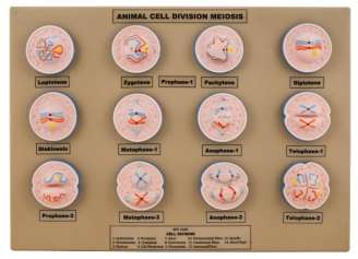 Animal Cell Meiosis