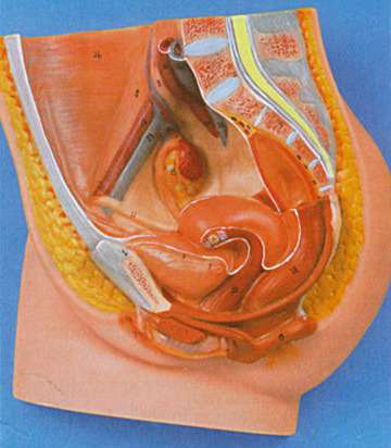Reproductive System Female