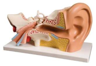 Ear Model, 6 Part (Dissectible)