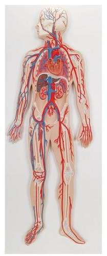 Blood Circulatory