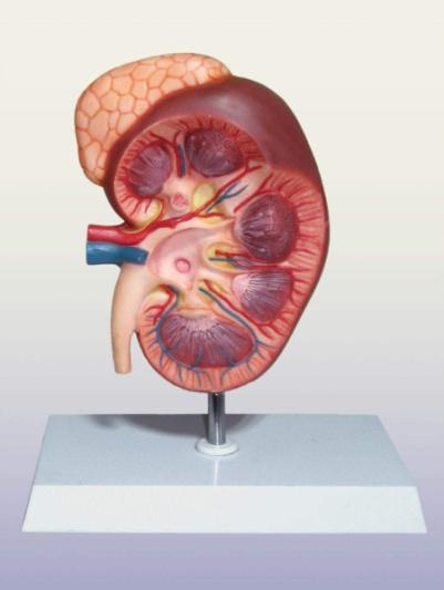 The Kidney Model