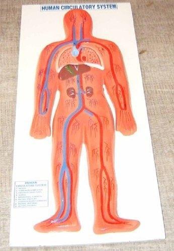 Circulatory System Model
