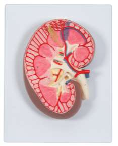Human Kidney