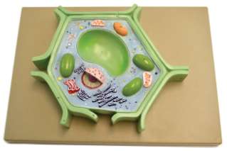 Plant Cell