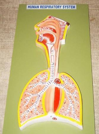 Human Respiratory System Model